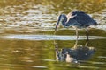 Grey Herons Catch