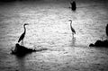 Grey Herons Standing Tall in the Rain in a River in Uda Wallawe National Park, Sri Lanka