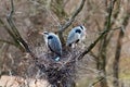 Grey herons in their nest