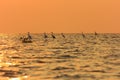 Grey Herons on Tonle Sap Lake Cambodia Royalty Free Stock Photo