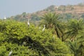 Grey Herons on Tree