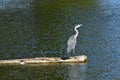 A grey Heron standing on log