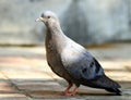 Grey himalyan pigeon Royalty Free Stock Photo