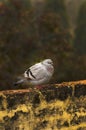 Grey himalyan pigeon Royalty Free Stock Photo