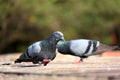 Grey himalyan pigeon Royalty Free Stock Photo