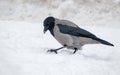 Grey Hooded crow sits on hard snow in winter