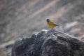 Grey-hooded Sierra Finch Royalty Free Stock Photo