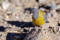 Grey-hooded Sierra Finch, Phrygilus Gayi, species of bird in the family Thraupidae, Elqui valley, Vicuna, Chile Royalty Free Stock Photo