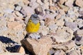 Grey-hooded Sierra Finch, Phrygilus Gayi, species of bird in the family Thraupidae, Elqui valley, Vicuna, Chile Royalty Free Stock Photo