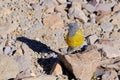 Grey-hooded Sierra Finch, Phrygilus Gayi, species of bird in the family Thraupidae, Elqui valley, Vicuna, Chile Royalty Free Stock Photo