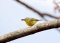 Grey hooded warbler