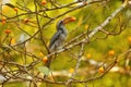 Grey hornbill, Ocyceros birostris, Dandeli, Karnataka, India Royalty Free Stock Photo