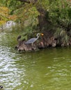 The Grey Horned Bird and the Golden Fish predator and prey Royalty Free Stock Photo