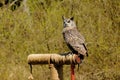 Grey Horned Owl