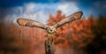 Grey Horned Owl