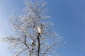 Grey horned owl perched on snow covered tree. Royalty Free Stock Photo