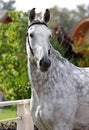 Grey horse Royalty Free Stock Photo