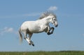 Grey horse Royalty Free Stock Photo