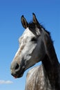 Grey Horse Royalty Free Stock Photo