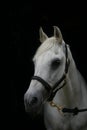 Grey horse, black background Royalty Free Stock Photo