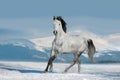 White horse run in snow Royalty Free Stock Photo