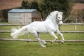 Grey Horse cantering in field