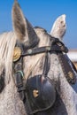 Grey Horse,Close-up of horse. portrait of grey horse Royalty Free Stock Photo