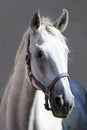 Grey horse close up portrait against gray background Royalty Free Stock Photo