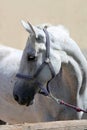 Grey horse close up portrait against gray background Royalty Free Stock Photo