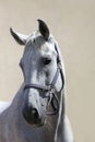 Grey horse close up portrait against gray background Royalty Free Stock Photo