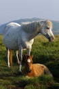 Grey pony foal roaming wild on Dartmoor Royalty Free Stock Photo