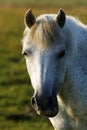 Grey pony roaming wild on Dartmoor