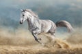 Grey horse in desert