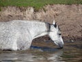 The grey horse drink water