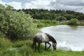 Grey horse drinking water from pond among green trees and flowers Royalty Free Stock Photo