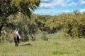 Grey horse in field Royalty Free Stock Photo