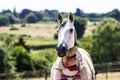 Grey horse in field in summer Royalty Free Stock Photo