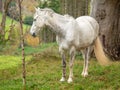 A Grey Horse in a Field with Trees Royalty Free Stock Photo