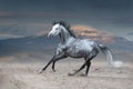 Grey horse galloping Royalty Free Stock Photo