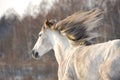 Grey horse gallops Royalty Free Stock Photo