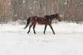 Grey horse going under snowfall. Royalty Free Stock Photo