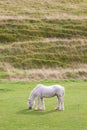 Grey horse grazing Royalty Free Stock Photo