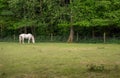 Grey horse grazing in a field Royalty Free Stock Photo