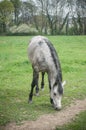 Grey horse grazing grass in a field Royalty Free Stock Photo