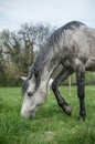 Grey horse grazing grass in a field Royalty Free Stock Photo