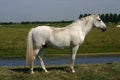 Grey horse, green pasture Royalty Free Stock Photo