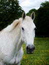 Grey Horse Head Shot Royalty Free Stock Photo