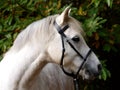 Grey Horse Head Shot Royalty Free Stock Photo