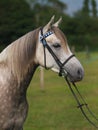 Grey Horse Head Shot Royalty Free Stock Photo