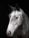 Grey Horse Head Shot Royalty Free Stock Photo